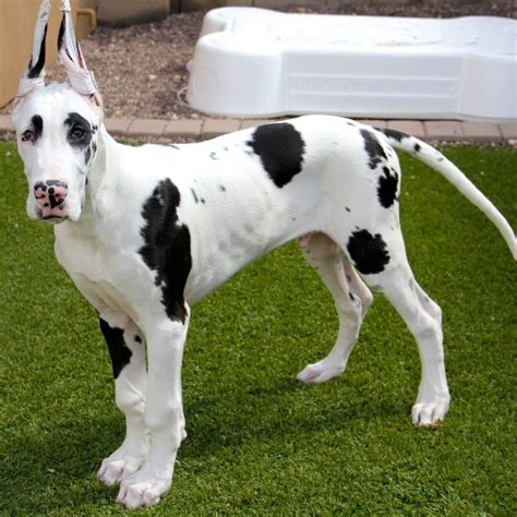 great danes for sale in sc|great dane dogs for sale.